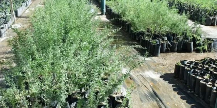 Parques y Jardines busca escuelas que quieran ser reforestadas en Hermosillo.