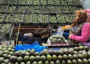 Envía Michoacán más de 110 mil toneladas de aguacate a EU.