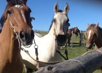 Científicos logran nacimiento de primeros caballos genéticamente editados del mundo.