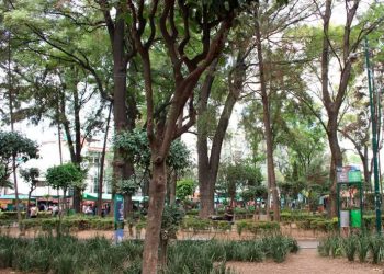 Hermosillo entre las ciudades mexicanas que destacan en buenas prácticas para el arbolado urbano: 27 reciben reconocimiento internacional.