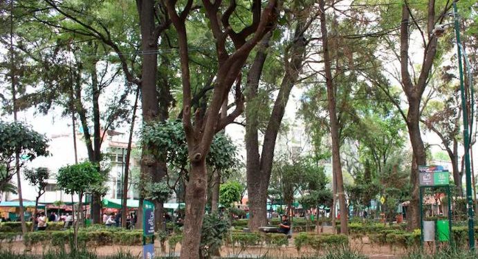 Hermosillo entre las ciudades mexicanas que destacan en buenas prácticas para el arbolado urbano: 27 reciben reconocimiento internacional.