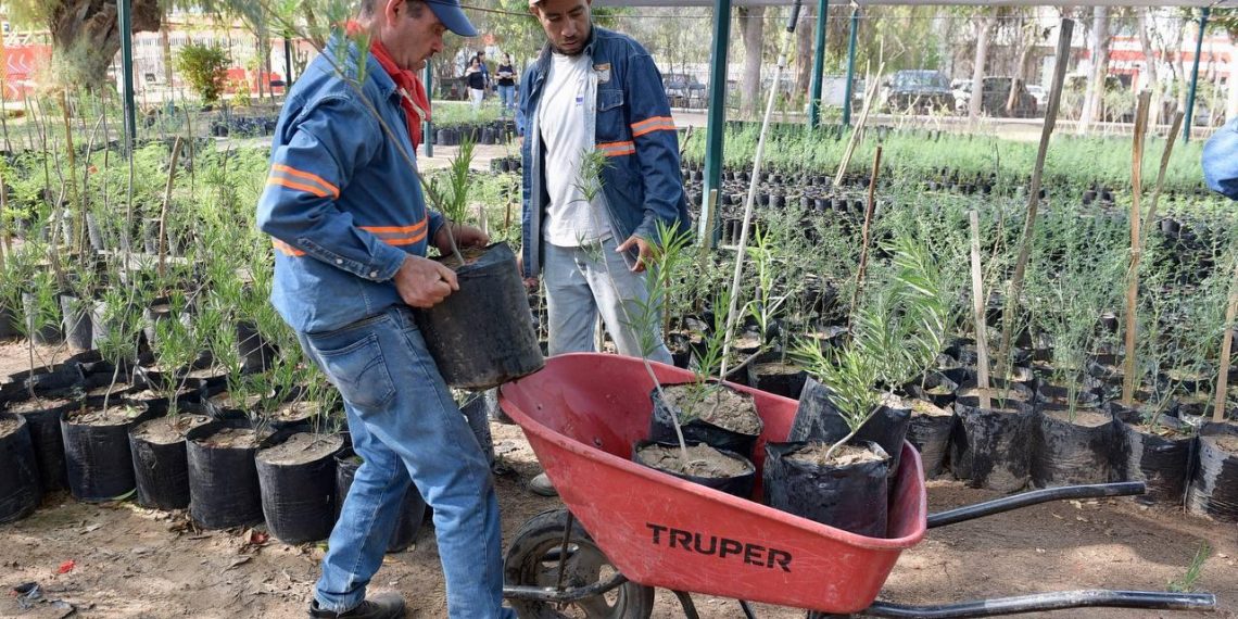 Realizará Ayuntamiento de Hermosillo donación masiva de árboles nativos y plantas.