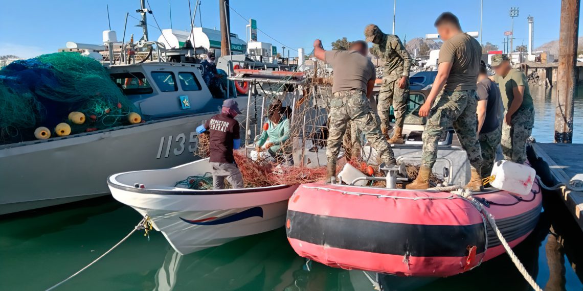 Gobierno de México retira 6 mil metros de redes ilegales de enmalle y libera diez totoabas y dos tortugas en el Alto Golfo de California.