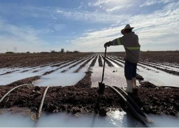 Anuncian fecha de entrega para trabajadores del campo en Sonora.