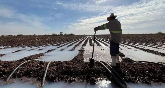 Anuncian fecha de entrega para trabajadores del campo en Sonora.