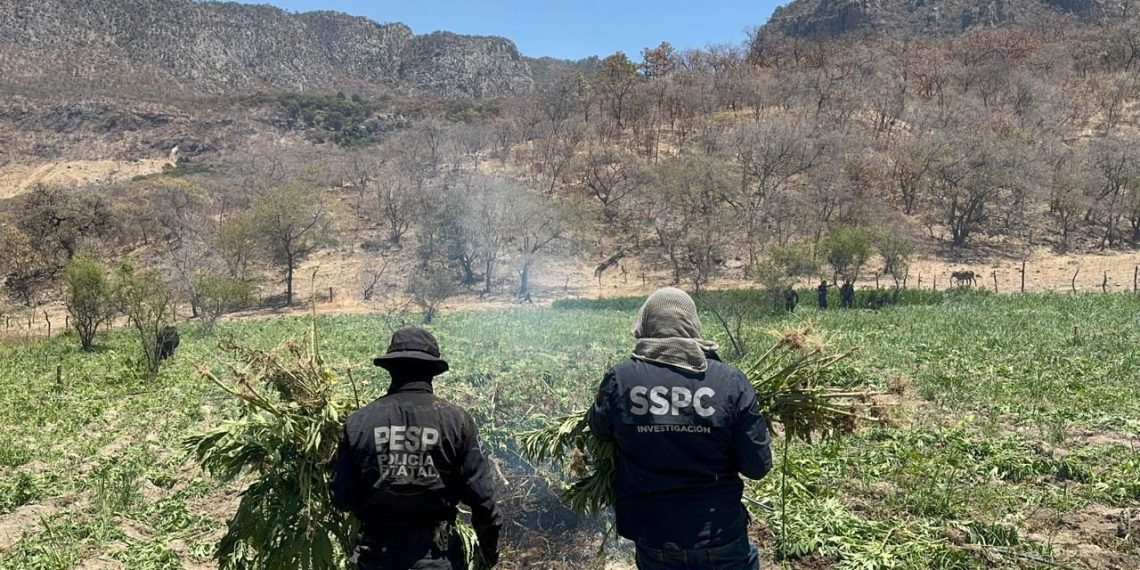Localiza y destruye Gobierno de Sonora 21 toneladas de marihuana en Álamos.