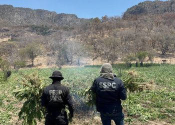 Localiza y destruye Gobierno de Sonora 21 toneladas de marihuana en Álamos.
