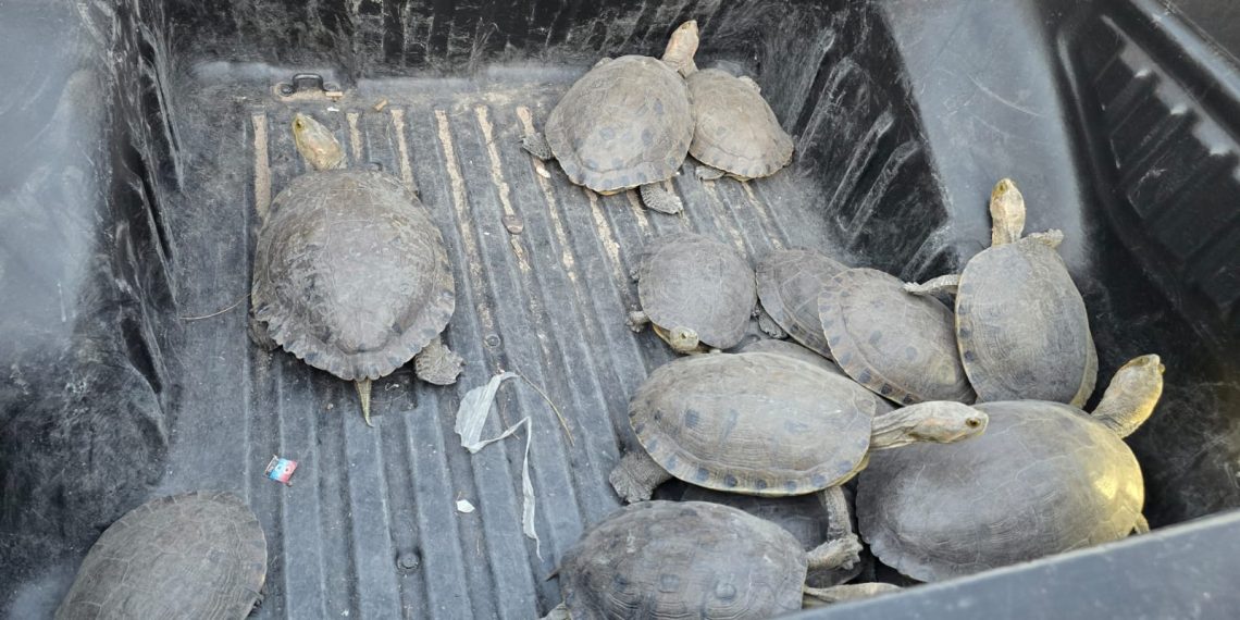 Instala Ayuntamiento de Hermosillo señalamientos preventivos por cruce de tortugas en el Vado del Río.