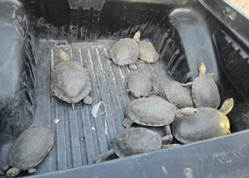 Instala Ayuntamiento de Hermosillo señalamientos preventivos por cruce de tortugas en el Vado del Río.