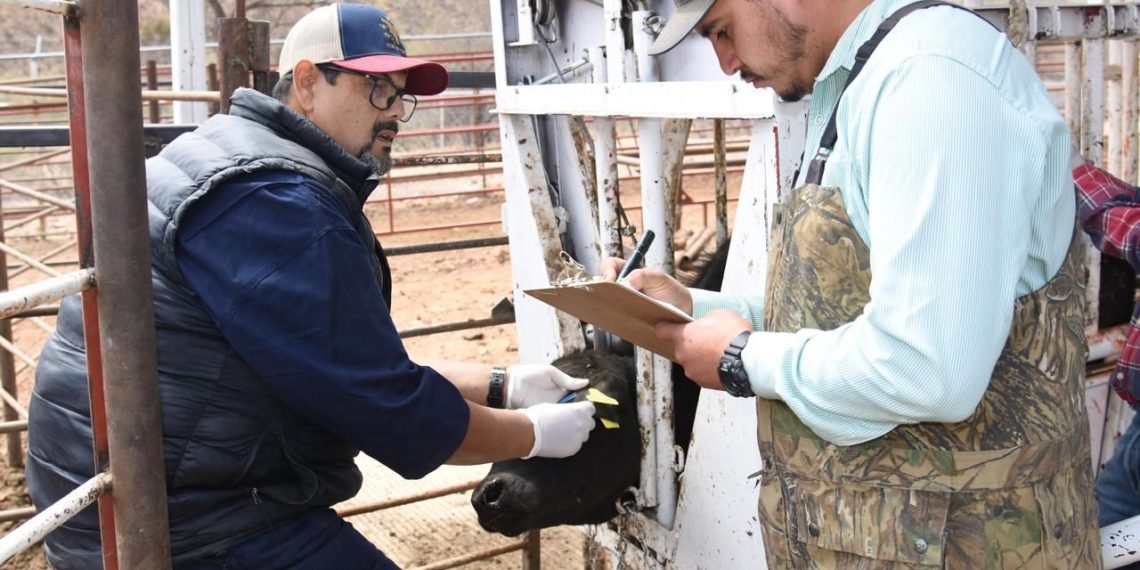 Logra Sonora regularizar el ritmo de exportación de ganado a Estados Unidos.