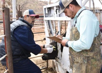 Logra Sonora regularizar el ritmo de exportación de ganado a Estados Unidos.