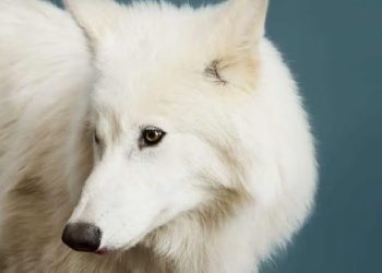 Científicos “reviven” al lobo terrible, especie que se extinguió hace más de 12 mil años.