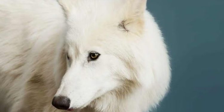 Científicos “reviven” al lobo terrible, especie que se extinguió hace más de 12 mil años.