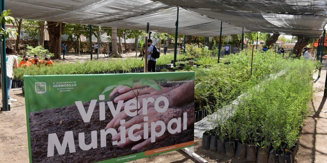 Donarán árboles nativos este viernes.