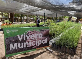 Donarán árboles nativos este viernes.