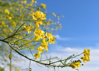 Cierra con éxito Concurso de Fotografía “El Sol del Desierto”.
