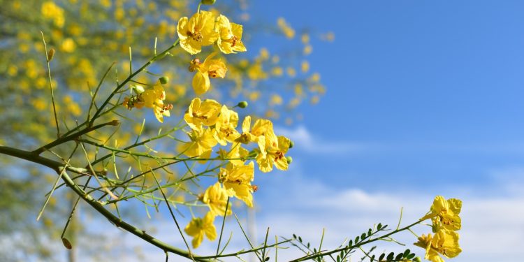 Cierra con éxito Concurso de Fotografía “El Sol del Desierto”.