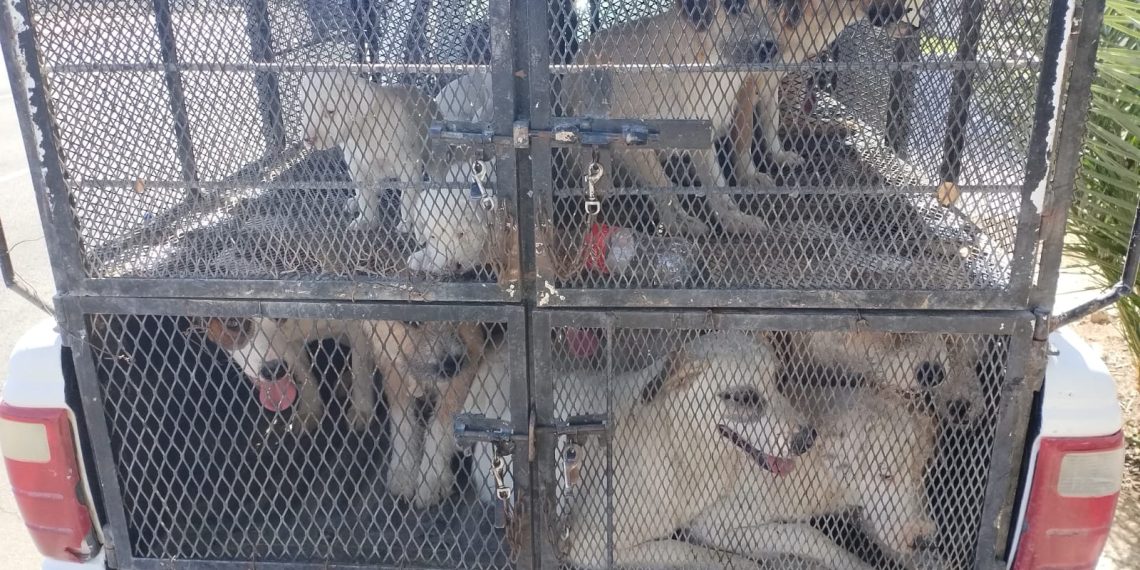 Rescatan a 25 canes en cateo por maltrato animal en SLRC.