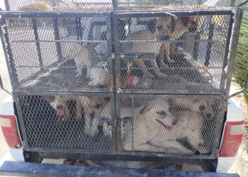 Rescatan a 25 canes en cateo por maltrato animal en SLRC.
