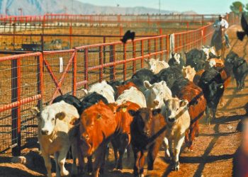 EU podría reanudar las importaciones de ganado mexicano a finales de año: Jefa del USDA.