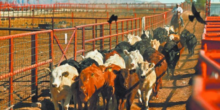 EU podría reanudar las importaciones de ganado mexicano a finales de año: Jefa del USDA.