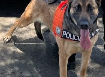 Binomios caninos del Gobierno de Sonora localizan presunto narcótico en colonia de Hermosillo.