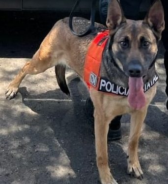 Binomios caninos del Gobierno de Sonora localizan presunto narcótico en colonia de Hermosillo.