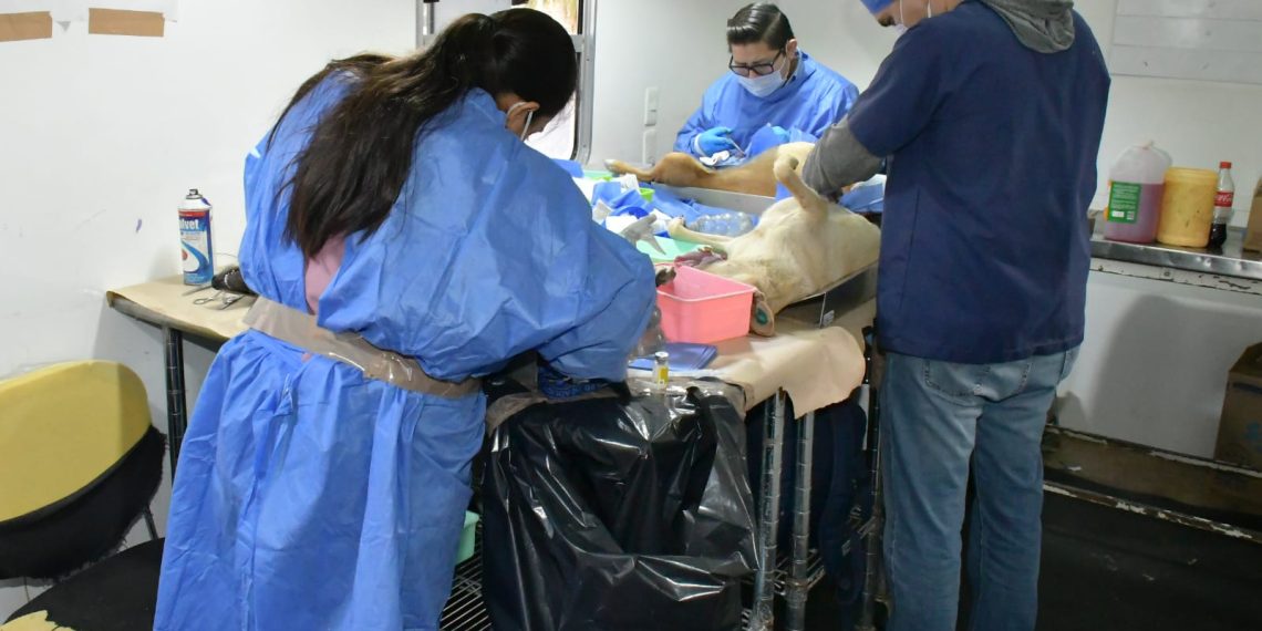 Invita Ayuntamiento de Hermosillo a aprovechar las jornadas de esterilización y desparasitación a perros y gatos.