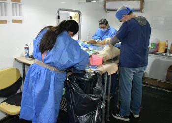 Invita Ayuntamiento de Hermosillo a aprovechar las jornadas de esterilización y desparasitación a perros y gatos.