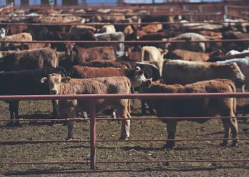 EU frena importación de ganado mexicano por revisión a estrategia contra gusano barrenador; Sader rechaza medida y busca acuerdo.