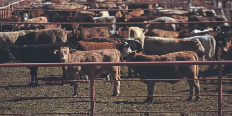 EU frena importación de ganado mexicano por revisión a estrategia contra gusano barrenador; Sader rechaza medida y busca acuerdo.