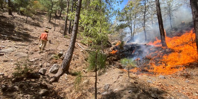 Se alcanza 50 por ciento de control en incendio forestal en Nácori Chico.