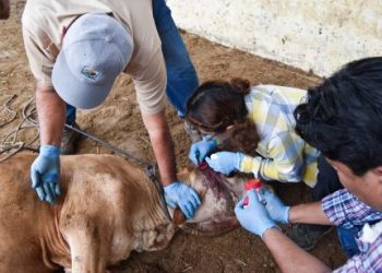 Columna Nada Personal: Otra vez el gusano barrenador… ¿Hasta cuándo?.