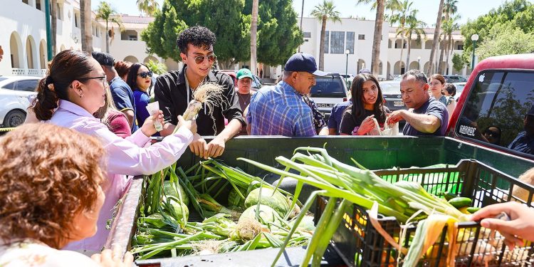 Estudiantes de agronomía de la Unison cosechan y venden hortalizas.