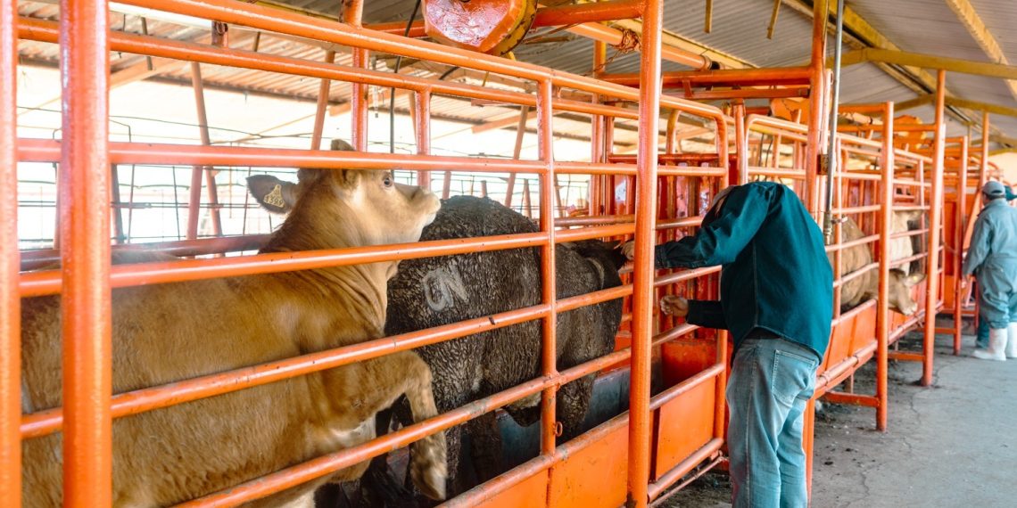 Sonora inicia barrido sanitario para detección de tuberculosis bovina en San Ignacio Río Muerto.