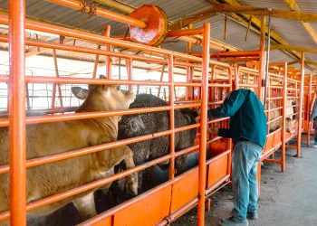 Sonora inicia barrido sanitario para detección de tuberculosis bovina en San Ignacio Río Muerto.
