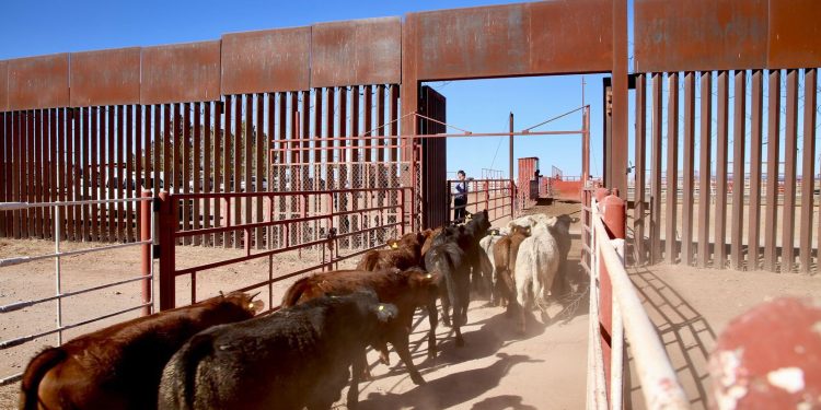 Anuncia Gobernador Durazo próxima reapertura para cruce de ganado por Agua Prieta a Estados Unidos.