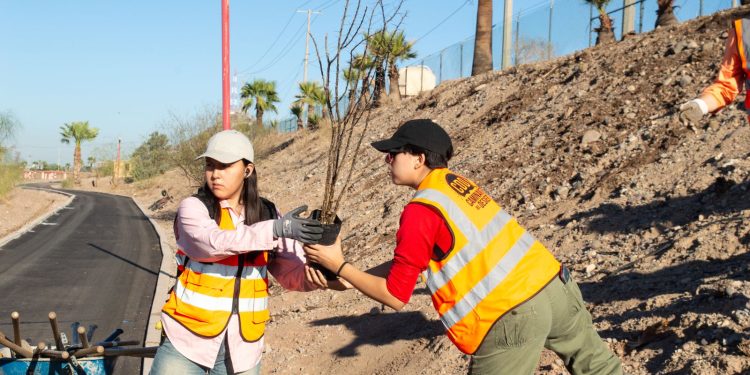 Gobierno de Sonora reforesta Bosque Urbano La Sauceda con apoyo ciudadano.