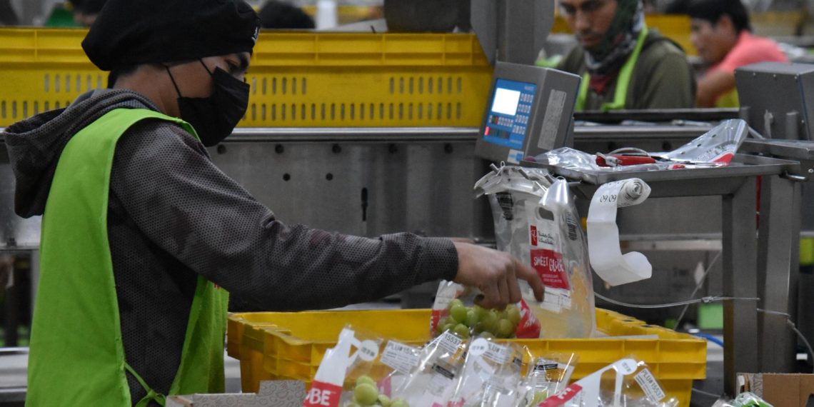 Se posiciona Sonora al estado como líder nacional en producción de uva de mesa.