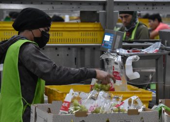 Se posiciona Sonora al estado como líder nacional en producción de uva de mesa.