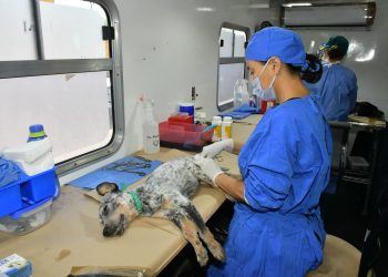 Llevará IMPBA esterilizaciones gratuitas a la San Bosco, Café Combate y Mediterráneo.