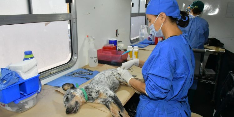 Llevará IMPBA esterilizaciones gratuitas a la San Bosco, Café Combate y Mediterráneo.