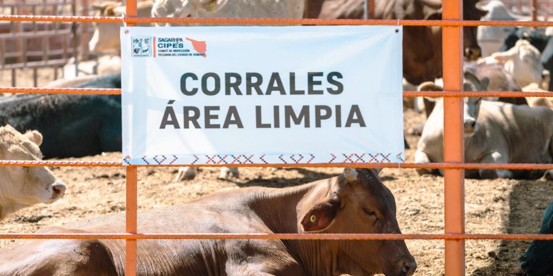 Gobierno de Sonora logra reapertura del cruce ganadero en Agua Prieta tras reconocimiento de estatus sanitario.