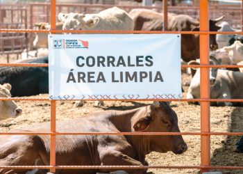 Gobierno de Sonora logra reapertura del cruce ganadero en Agua Prieta tras reconocimiento de estatus sanitario.