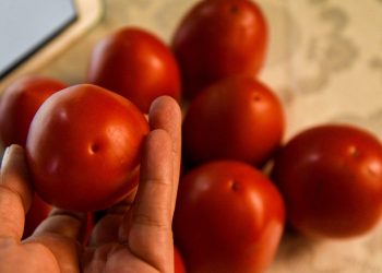 México deberá pagar arancel de 17% a EU por jitomate, confirma Economía.