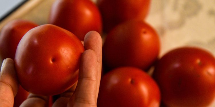 México deberá pagar arancel de 17% a EU por jitomate, confirma Economía.