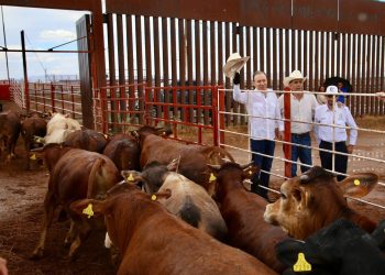 Gobernador Durazo reanuda exportación de ganado a Estados Unidos; Sonora es el primer estado en México.