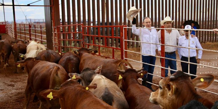 Gobernador Durazo reanuda exportación de ganado a Estados Unidos; Sonora es el primer estado en México.