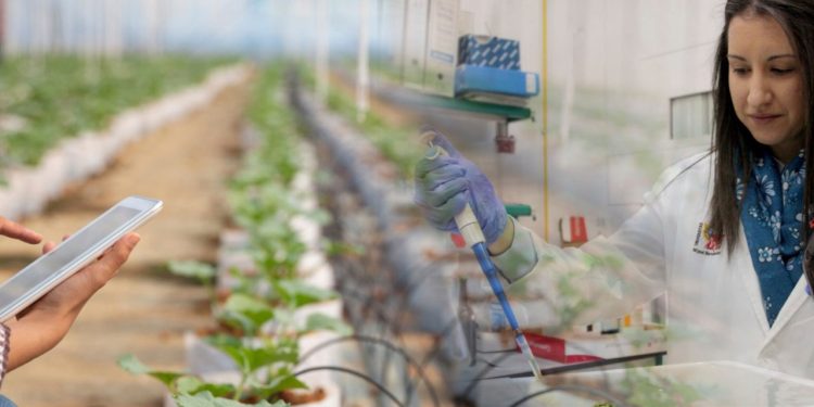 Elicitación de cultivos puede mejorar calidad alimentaria y reducir pérdidas: Unison.