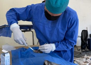 Gobierno de Sonora brinda servicios de esterilización en beneficio de animales de compañía en Sahuaripa.